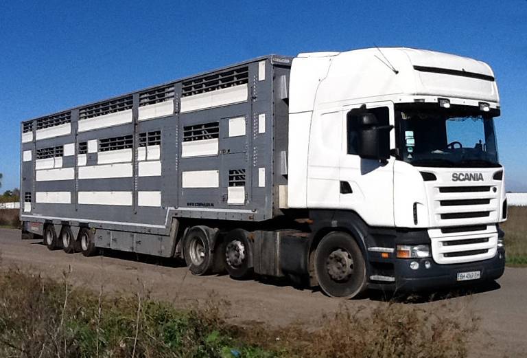 Прицеп для перевозки крупного рогатого скота из Нижнего Новгорода в Боровичей